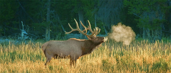 Bull elk bugling in Yellowstone National Park, Wyoming; © Royce Bair
